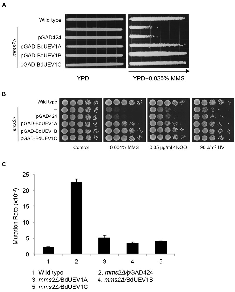FIGURE 4