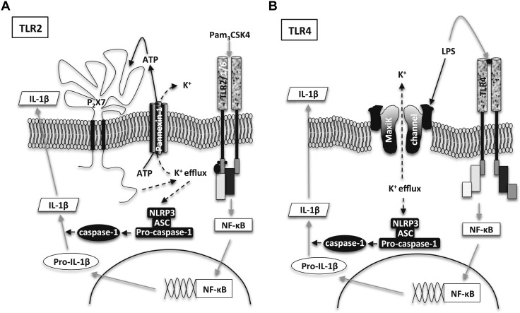 Figure 5.