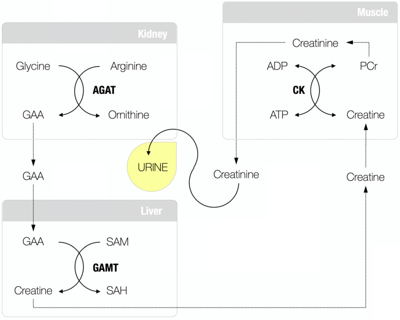 Guanidinoacetic acid deficiency: a new entity in clinical medicine? - PMC