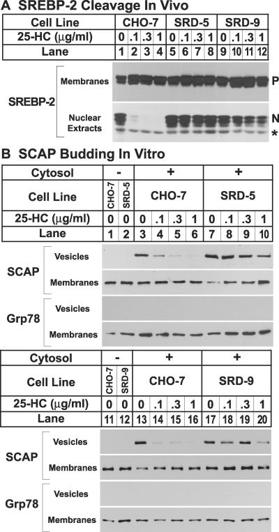 Fig 2.