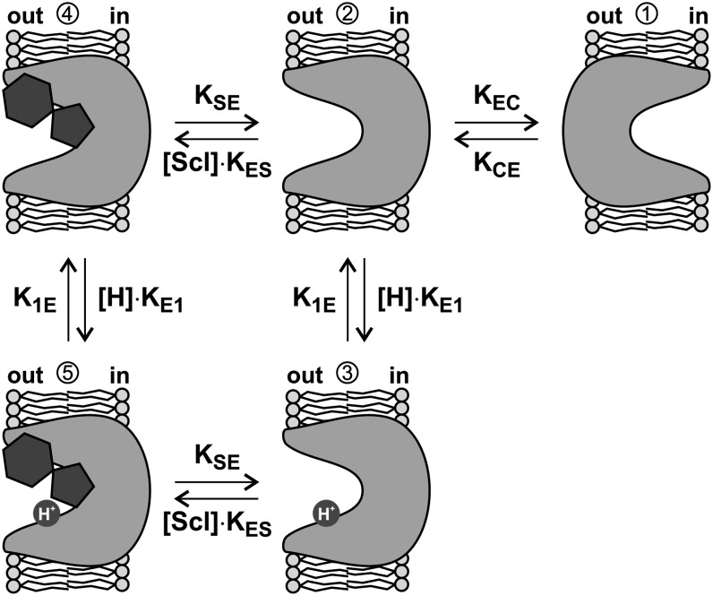 Figure 5.