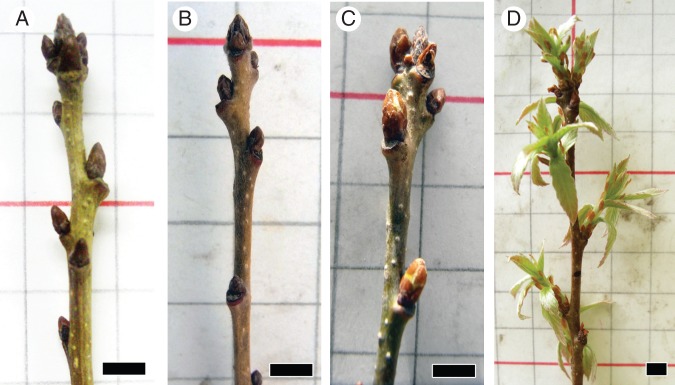 Fig. 7.