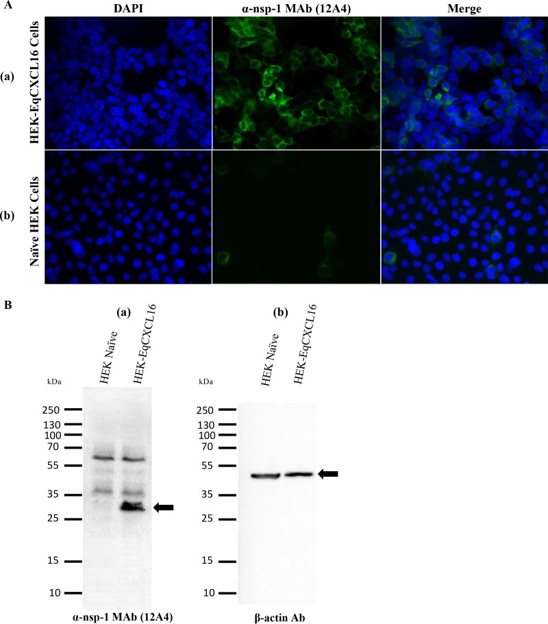 FIG 7