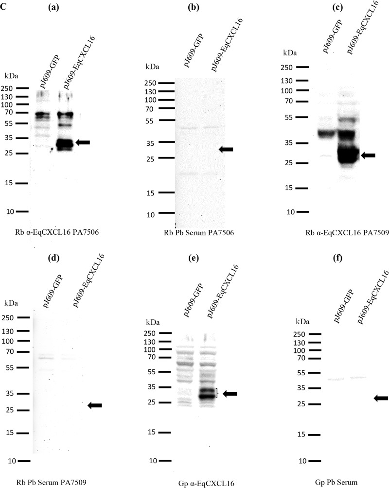 FIG 2