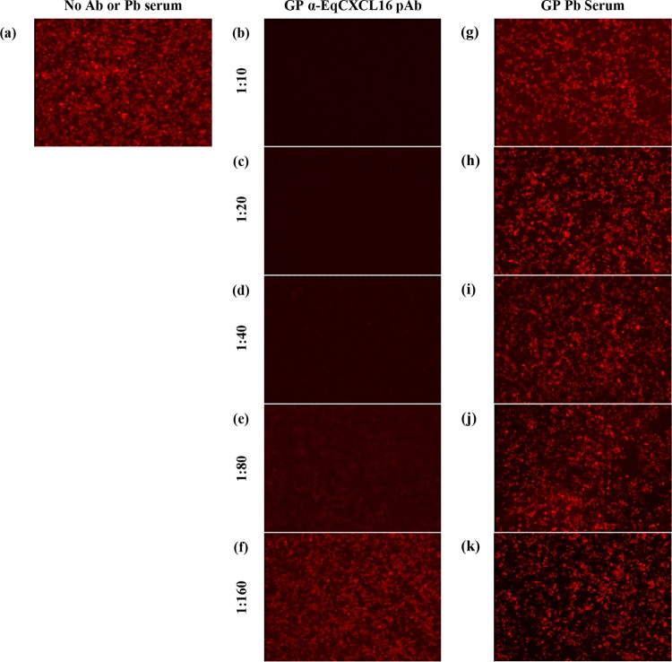 FIG 8