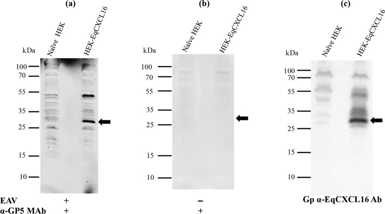 FIG 10