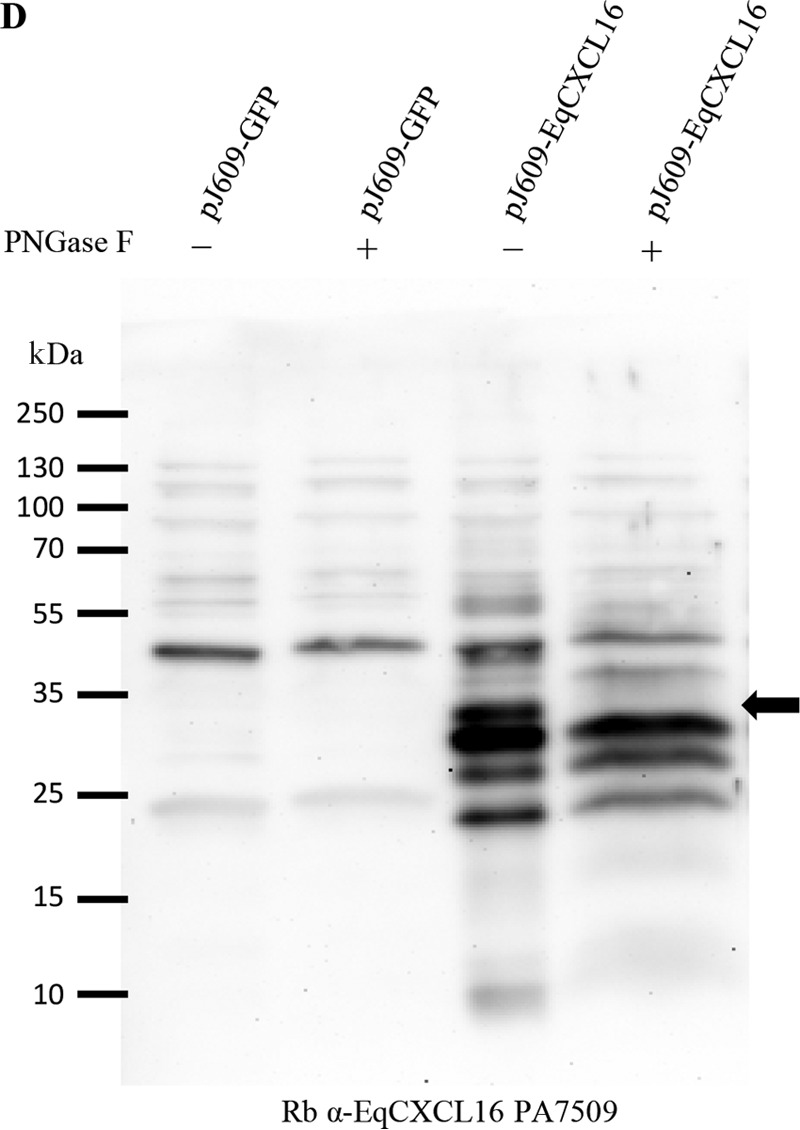 FIG 2