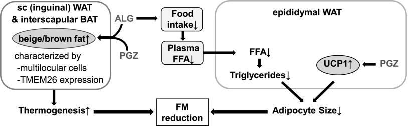 Fig. 9.