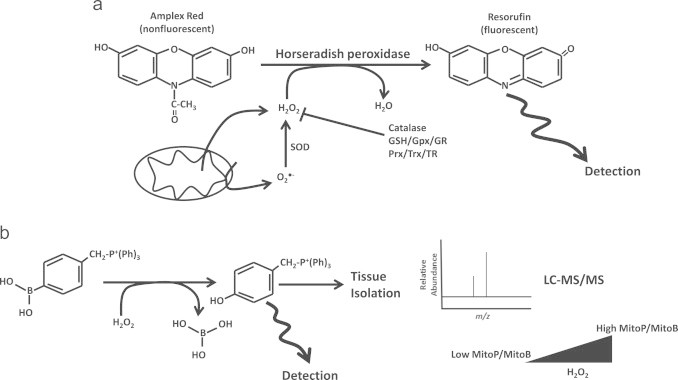 Fig. 12