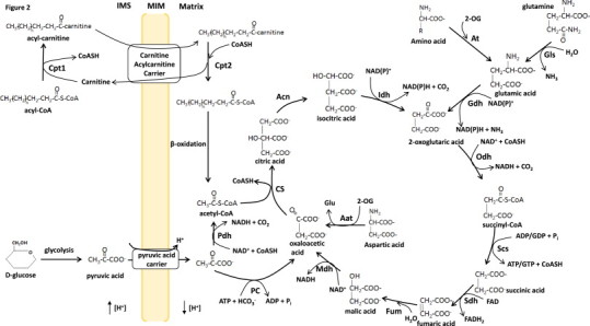 Fig. 2