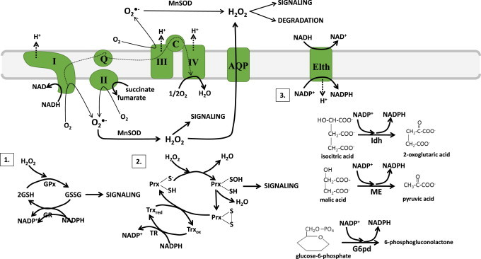 Fig. 4