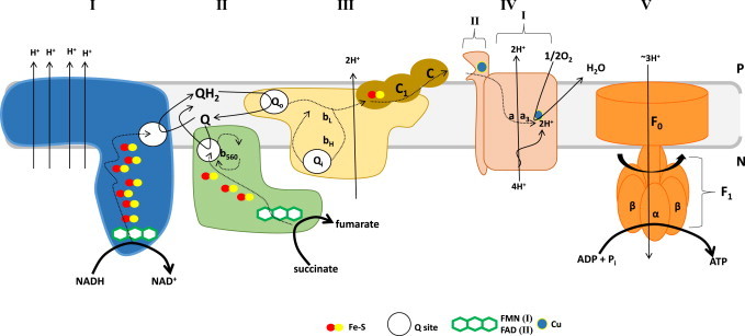 Fig. 3