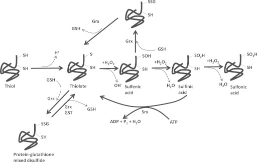 Fig. 8