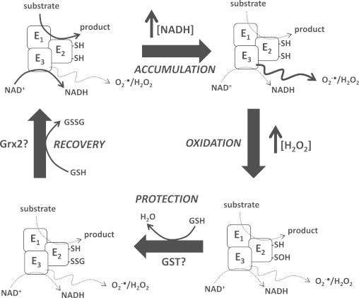 Fig. 7