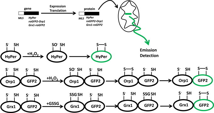 Fig. 13