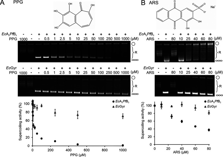 FIG 2