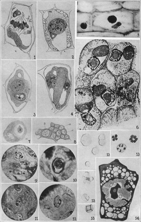 Plate 23