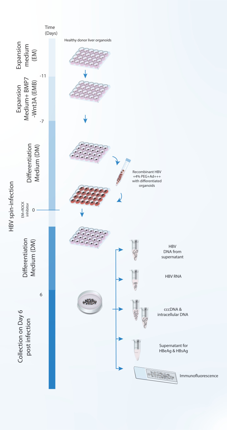 graphic file with name BioProtoc-12-08-4392-ga001.jpg