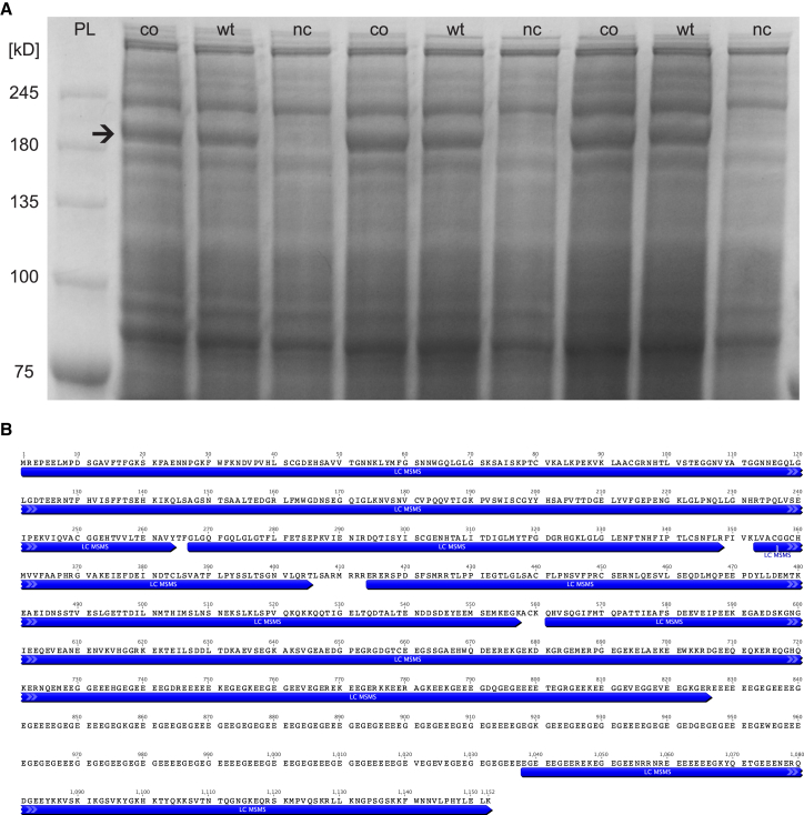 Figure 2