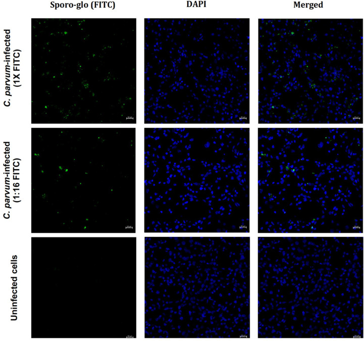 Figure 3