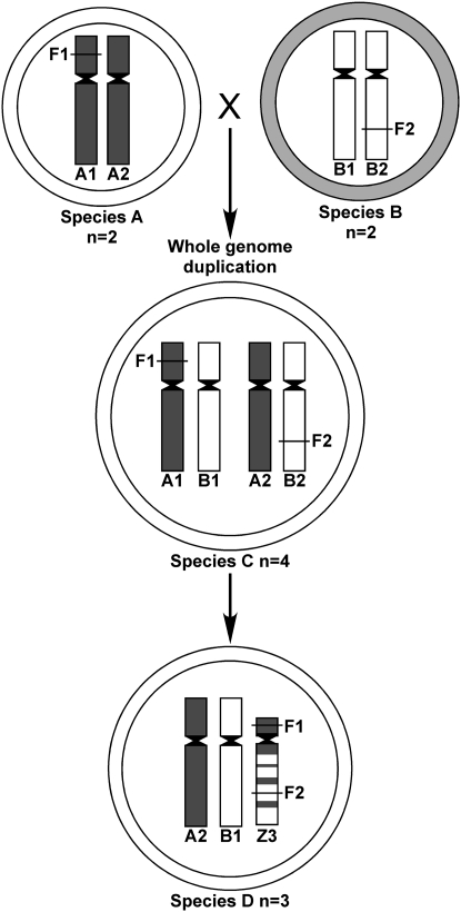 Figure 4.—