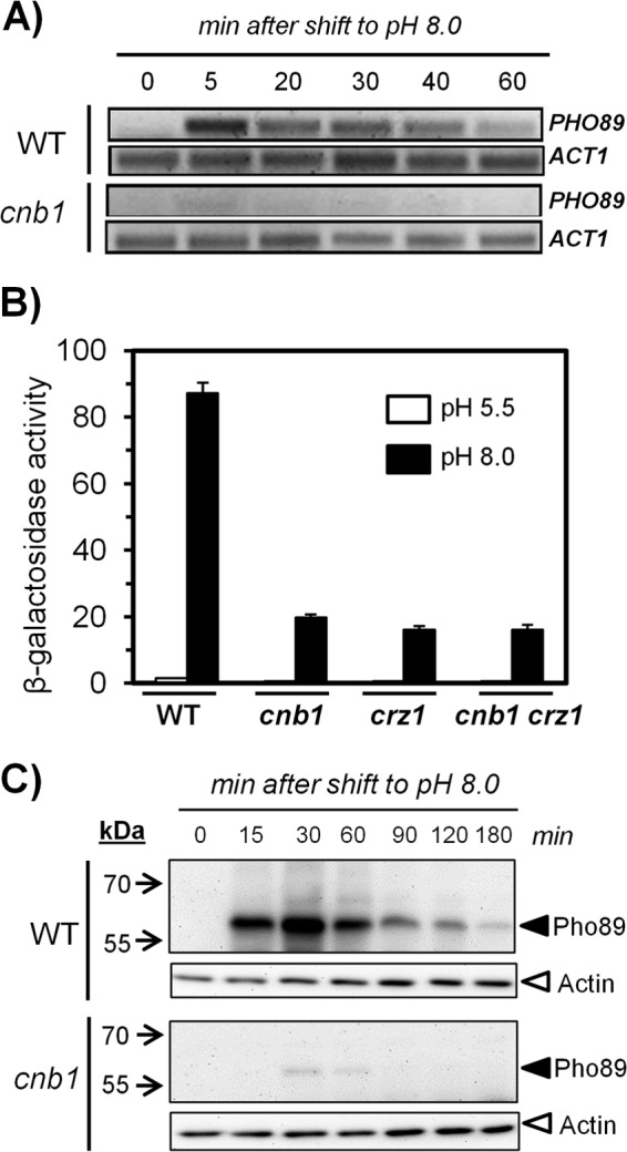 FIG 2