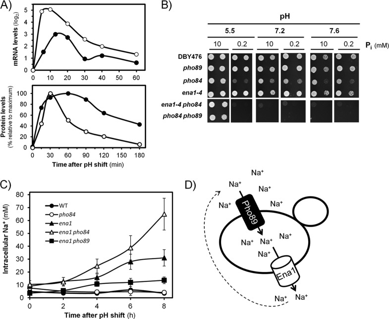 FIG 8