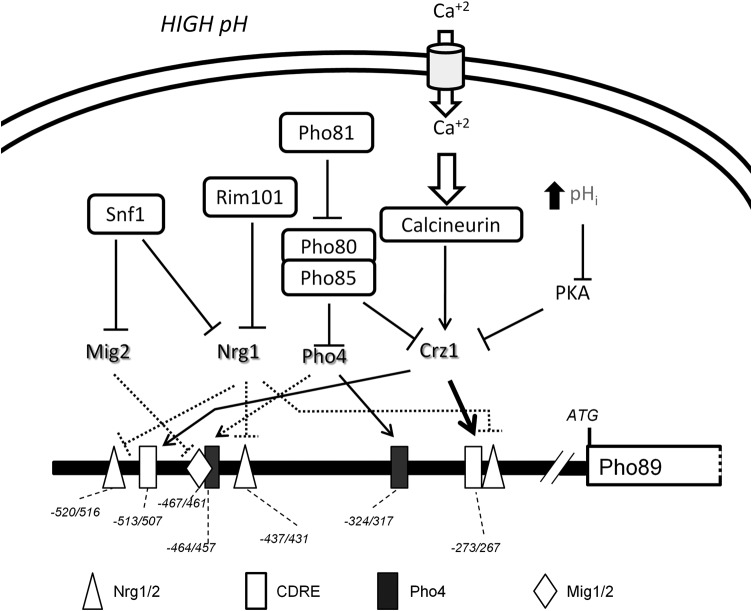 FIG 9