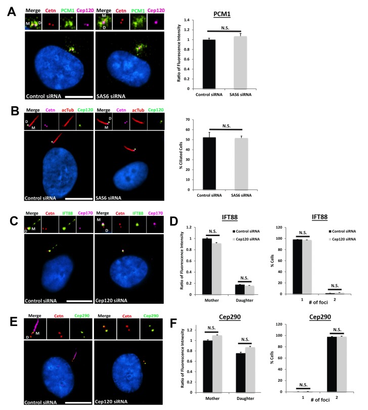 Figure 7—figure supplement 1.