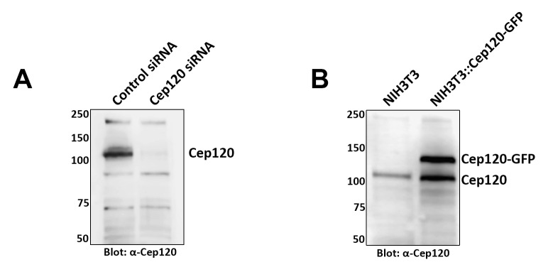 Figure 1—figure supplement 1.