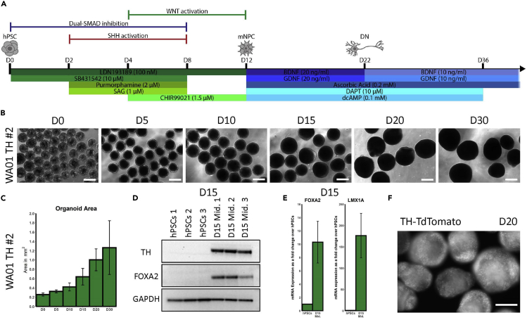 Figure 3