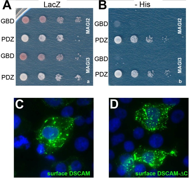 Figure 1—figure supplement 1.