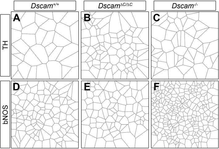 Figure 2—figure supplement 1.