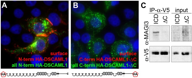 Figure 4—figure supplement 1.