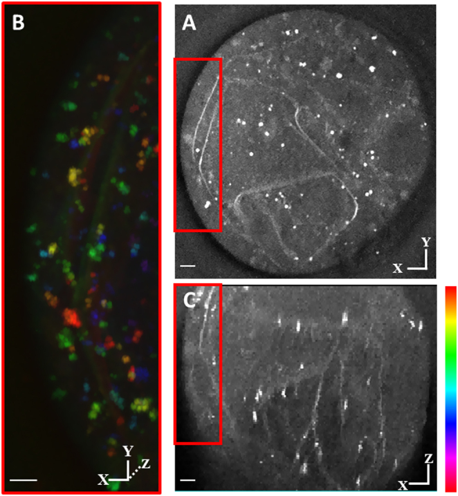 Figure 7