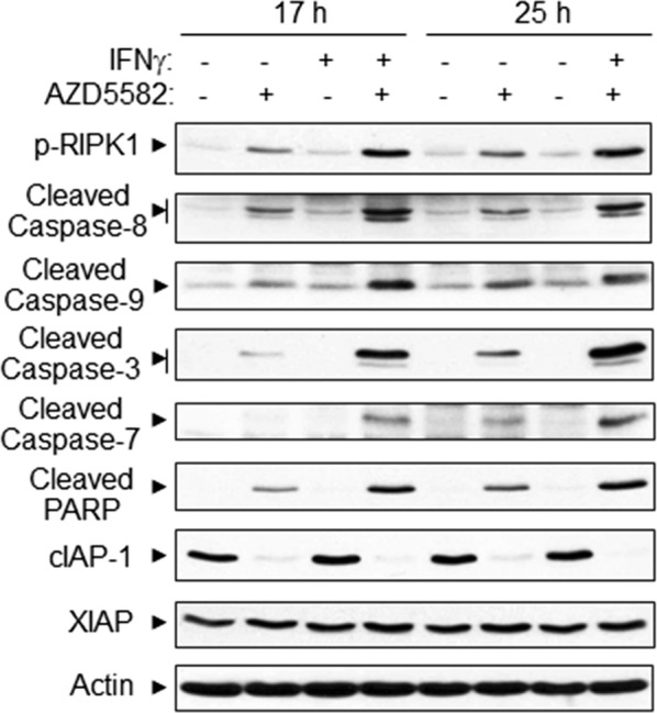 Fig. 2