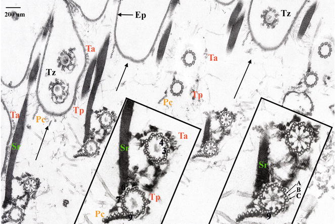 Fig. 2