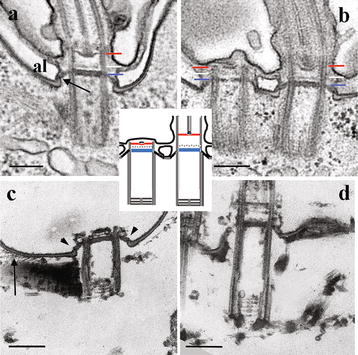 Fig. 3