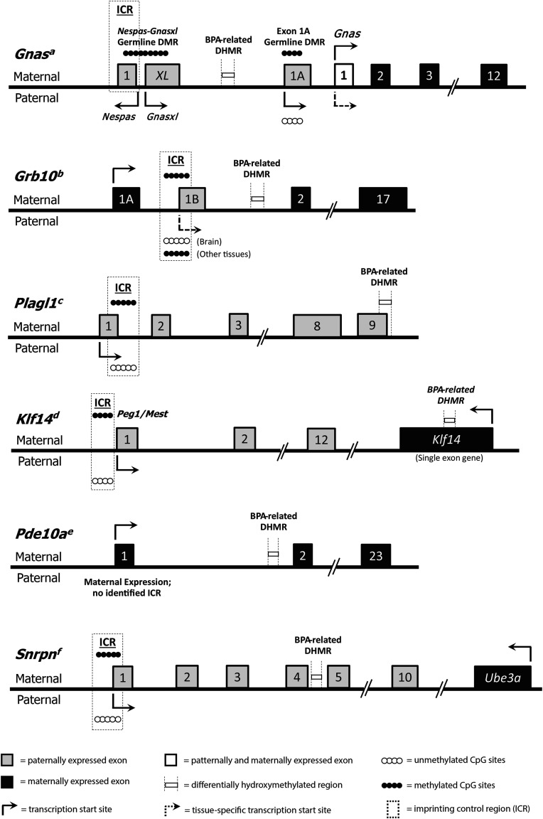 Organization of the Gnas, Grb10, Plagl1, Klf14, Pde10a, and Snrpn imprinted loci.