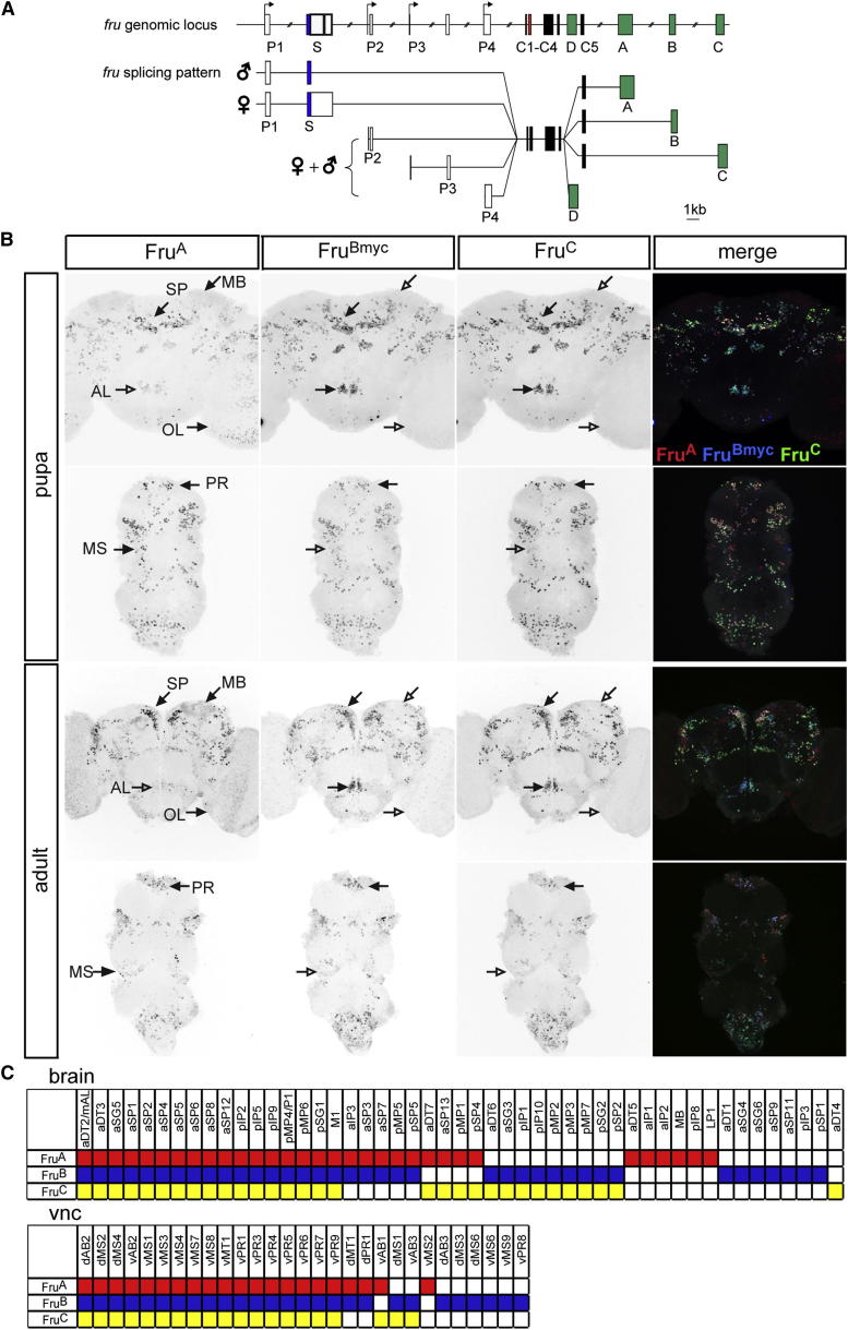 Figure 1