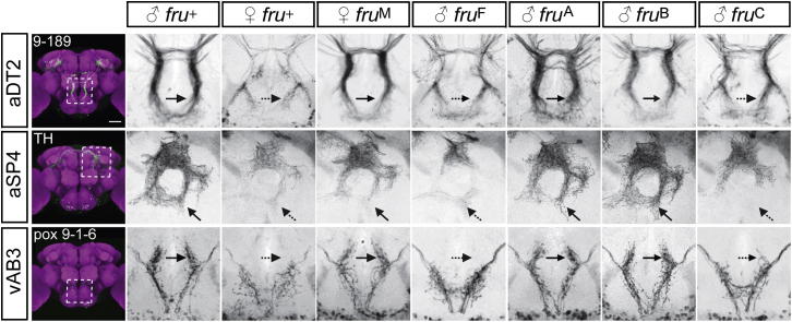 Figure 3