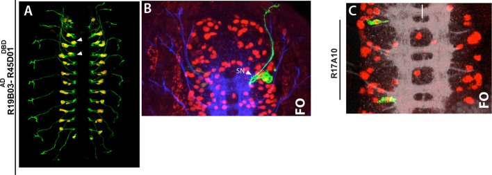 Figure 6—figure supplement 1.