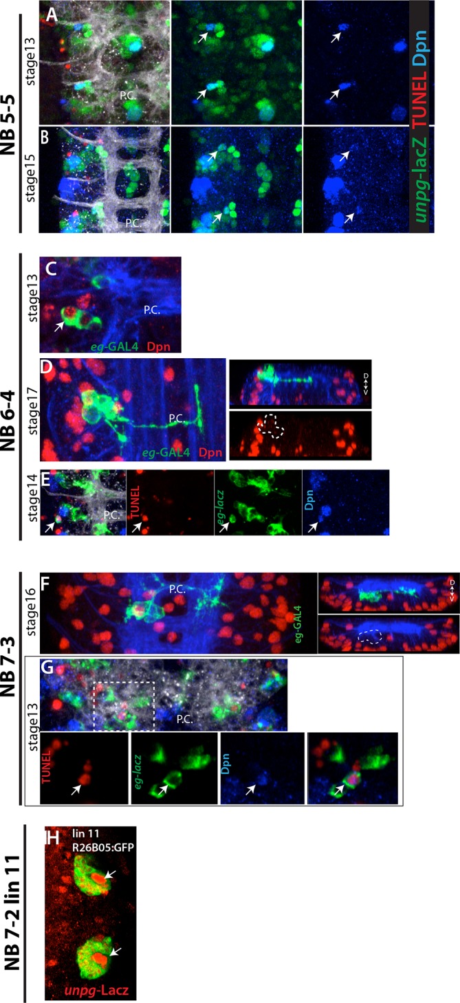 Figure 4—figure supplement 3.