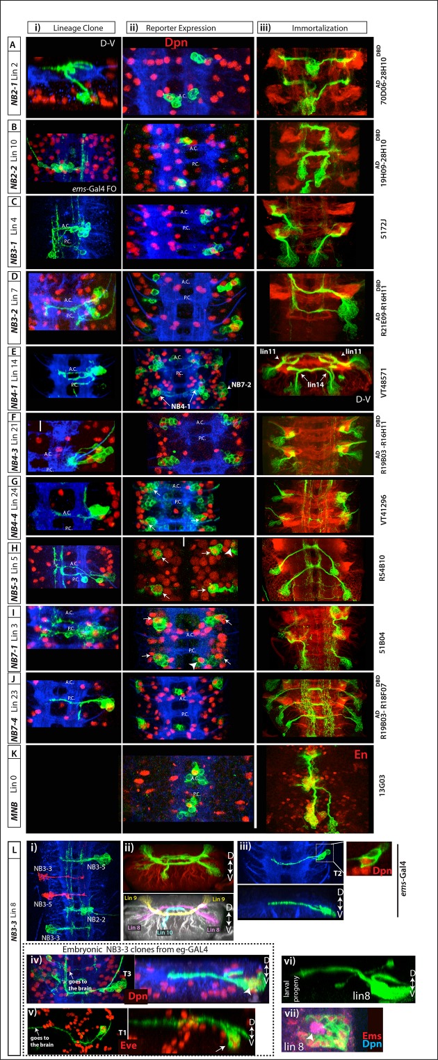 Figure 4—figure supplement 1.