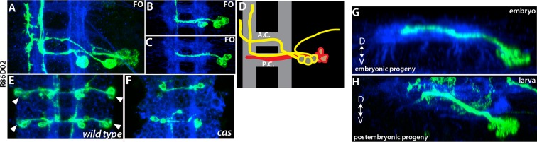 Figure 10—figure supplement 1.