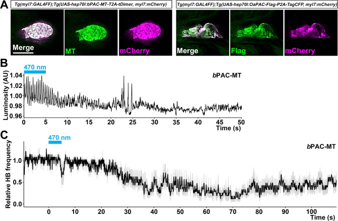 Figure 7—figure supplement 2.