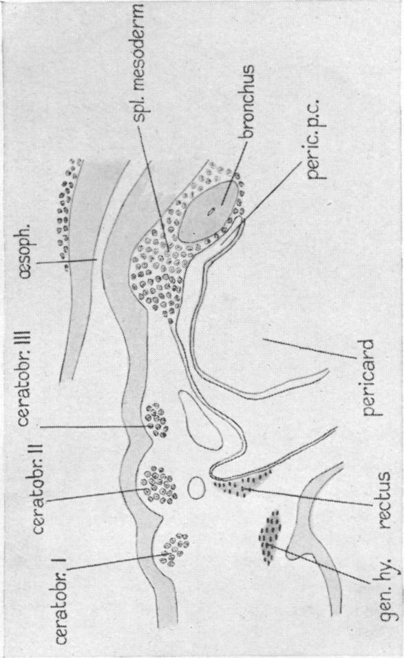 Fig. 40