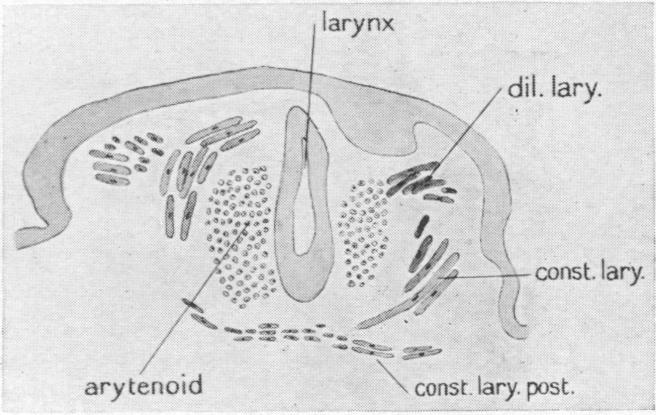 Fig. 20