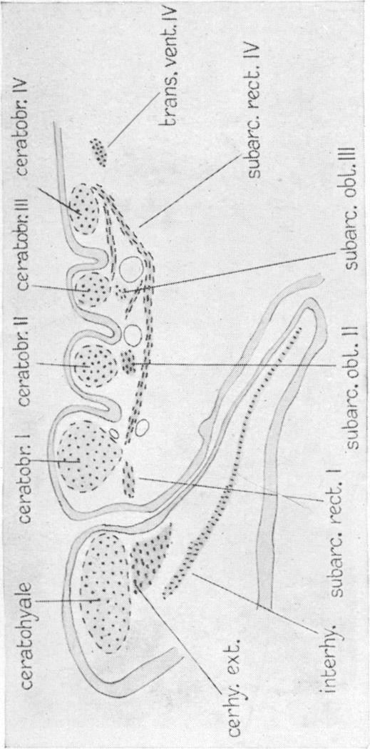 Fig. 51