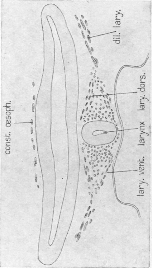 Fig. 50